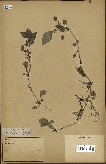 spécimen de Theligonum cynocrambe