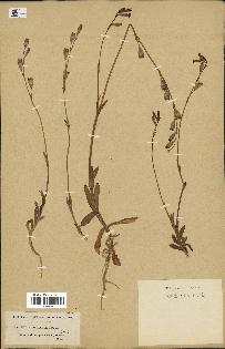 spécimen de Silene longicaulis