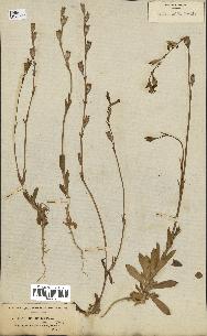 spécimen de Silene longicaulis