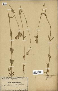 spécimen de Silene vespertina