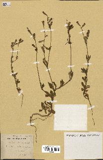 spécimen de Silene colorata