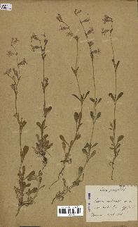 spécimen de Silene colorata