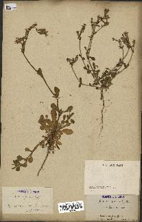 spécimen de Silene colorata