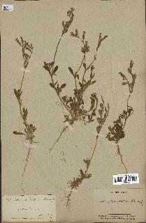 spécimen de Silene colorata