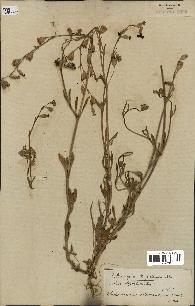 spécimen de Silene colorata