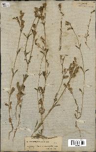 spécimen de Silene colorata