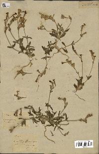 spécimen de Silene colorata