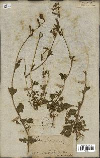spécimen de Silene colorata
