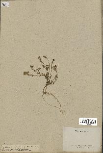 spécimen de Silene colorata