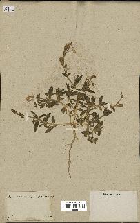spécimen de Silene colorata