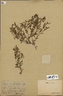 spécimen de Silene colorata
