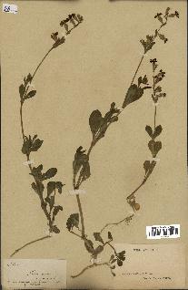 spécimen de Silene colorata