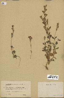 spécimen de Silene colorata
