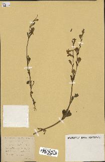 spécimen de Silene colorata