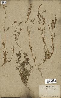 spécimen de Silene colorata