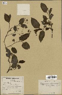 spécimen de Polygonum chinense