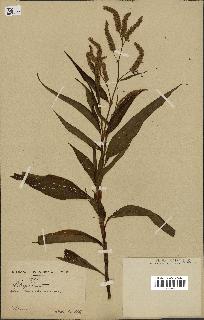 spécimen de Polygonum lapathifolium