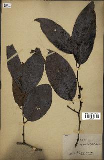 spécimen de Diospyros maritima