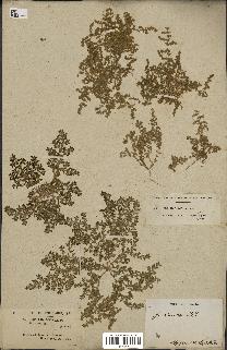 spécimen de Herniaria cinerea