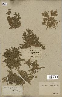 spécimen de Herniaria cinerea