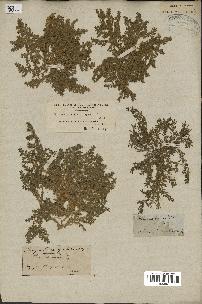 spécimen de Herniaria cinerea