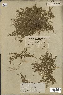 spécimen de Herniaria cinerea