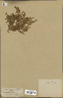 spécimen de Herniaria cinerea