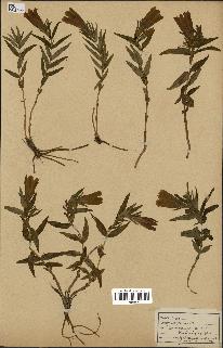 spécimen de Gentiana pneumonanthe