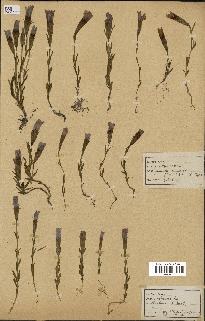 spécimen de Gentiana pneumonanthe