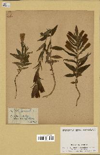 spécimen de Gentiana pneumonanthe