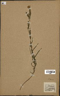 spécimen de Gentiana pneumonanthe