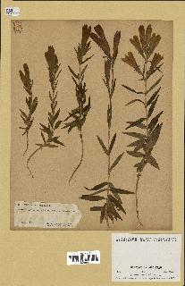 spécimen de Gentiana pneumonanthe