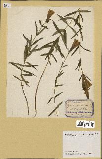 spécimen de Gentiana pneumonanthe