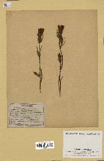 spécimen de Gentiana pneumonanthe