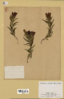 spécimen de Gentiana pneumonanthe