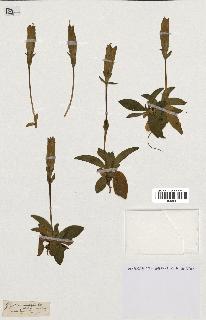 spécimen de Gentiana kochiana
