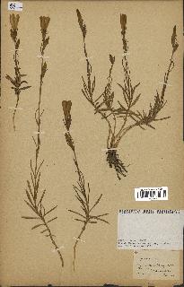 spécimen de Gentiana pneumonanthe