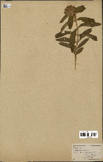 spécimen de Gentiana germanica