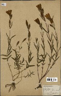 spécimen de Gentiana germanica