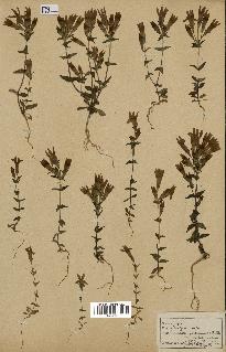 spécimen de Gentiana germanica