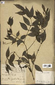 spécimen de Lasianthus sp.
