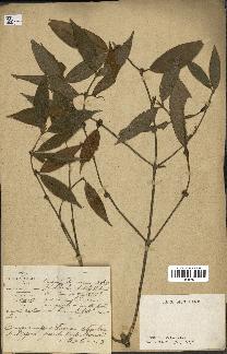 spécimen de Lasianthus sp.