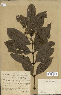 spécimen de Lasianthus sp.