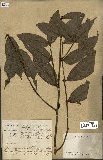 spécimen de Lasianthus sp.