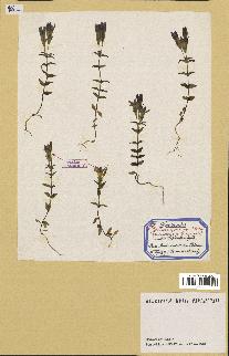 spécimen de Gentiana germanica