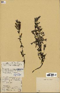 spécimen de Gentiana germanica