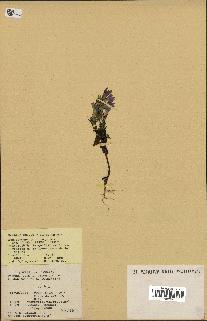 spécimen de Gentiana germanica