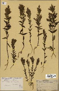 spécimen de Gentiana germanica