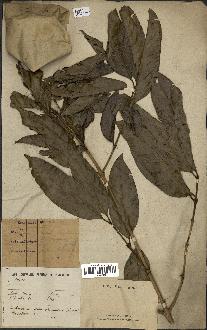 spécimen de Coffea sp.
