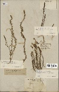 spécimen de Rumex bucephalophorus